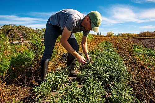 MIKE DEAL / WINNIPEG FREE PRESS
Jeff Veenstra, harvests some sage on his farm Thursday morning.
Wild Earth Farms, is on Garven Road close the intersection of hwy 206 near Oakbank.
See Ben Sigurdson farm-to-table feature story 
210927 - Monday, September 27, 2021.