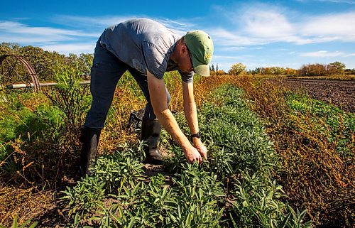 MIKE DEAL / WINNIPEG FREE PRESS
Jeff Veenstra, harvests some sage on his farm Thursday morning.
Wild Earth Farms, is on Garven Road close the intersection of hwy 206 near Oakbank.
See Ben Sigurdson farm-to-table feature story 
210927 - Monday, September 27, 2021.