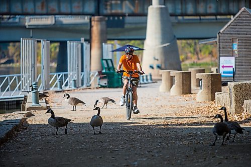 MIKAELA MACKENZIE / WINNIPEG FREE PRESS

Charles Begley navigates through Canadian geese while out on a bike ride at The Forks in Winnipeg on Monday, Oct. 4, 2021. Winnipeg has been setting weather records with the gloriously warm fall weather. For JS story.
Winnipeg Free Press 2021.