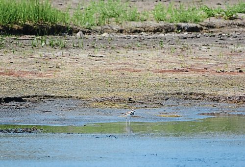 Canstar Community News Low water levels at Oak Hammock Marsh are due in part to the 2021 drought. The perils of climate change are already here.