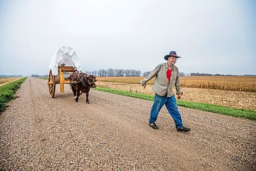 MIKAELA MACKENZIE / WINNIPEG FREE PRESS

Terry Doerksen and his ox, Zik, walk near Niverville on their Thanksgiving pilgrimage from the junction of the Red and Rat Rivers to Blumenort on Friday, Oct. 8, 2021. For Doerksen, this is a way to honour his Mennonite ancestors who came to Manitoba from Russia in 1875, the Métis people who helped them when they arrived in the province almost 150 years ago, and the Indigenous people who were forced from their land to make way for the new settlers. The 59-year-old electrician set out Friday morning with his wife, Patty, 61, headed for Blumenort, 34 kilometres away to the east, travelling at a top speed of three kilometres an hour. They plan to arrive Sunday. The pilgrimage is a way to to experience, in a small way, what my ancestors did in coming to a new land, and to thank the Métis who met them with carts to help them get to their new homes, said Doerksen.
Winnipeg Free Press 2021.