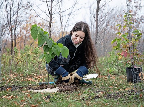 JESSICA LEE / WINNIPEG FREE PRESS

Savanna Vagianos, a student from Asper School of Business, plants a tree on October 8, 2021, in Fort Garry, along the Red River.

This past summer, seven students from the Asper School of Business researched sustainable businesses in Winnipeg, but because of COVID, they met with the businesses virtually and could not give physical tokens of appreciation. Instead, they are planting 25 trees along the Red River in Fort Garry as a gesture of thanks.



