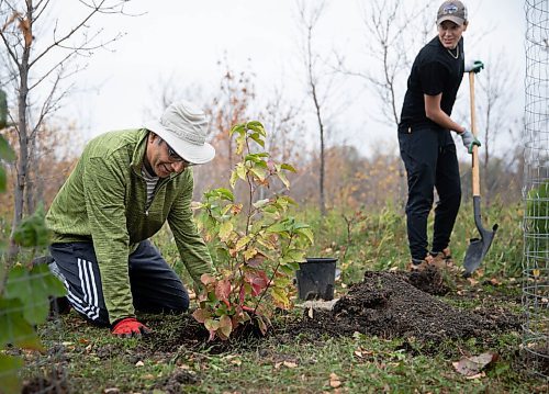JESSICA LEE / WINNIPEG FREE PRESS

Raj Mancahnda, a professor from Asper School of Business and Alanna Sharman, a student (left), plant trees on October 8, 2021, in Fort Garry, along the Red River.

This past summer, seven students from the Asper School of Business researched sustainable businesses in Winnipeg, but because of COVID, they met with the businesses virtually and could not give physical tokens of appreciation. Instead, they are planting 25 trees along the Red River in Fort Garry as a gesture of thanks.




