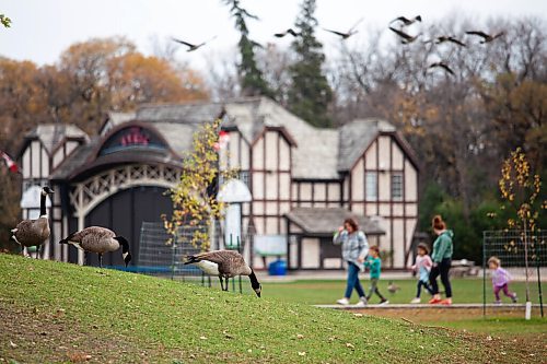 Daniel Crump / Winnipeg Free Press. Geese graze in the foreground and fly by in the background as a family walks through Assiniboine Park Saturday afternoon. October 9, 2021.