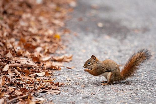 Daniel Crump / Winnipeg Free Press. A squirrel, whose colours matches the fallen leaves, scavenges on a footpath in Assiniboine Park Saturday afternoon. October 9, 2021.
