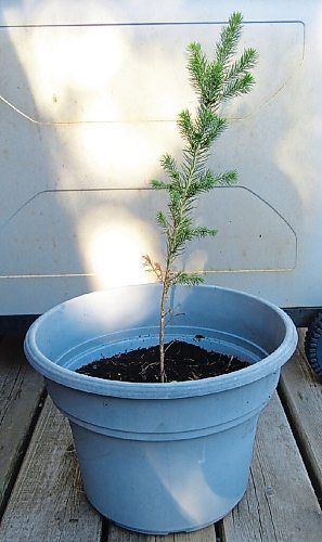 Canstar Community News Correspondent Melody Rogan picked up this spruce sapling at The Forks recently as part of the Million Tree Challenge.