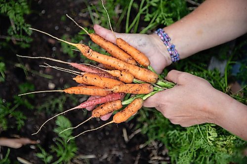 JESSICA LEE / WINNIPEG FREE PRESS

Carrots grown on Getty Stewarts yard on October 8, 2021.





