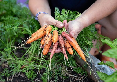 JESSICA LEE / WINNIPEG FREE PRESS

Carrots grown on Getty Stewarts yard on October 8, 2021.




