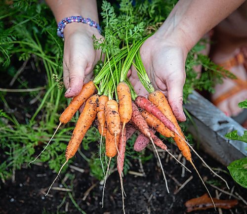 JESSICA LEE / WINNIPEG FREE PRESS

Carrots grown on Getty Stewarts yard on October 8, 2021.







