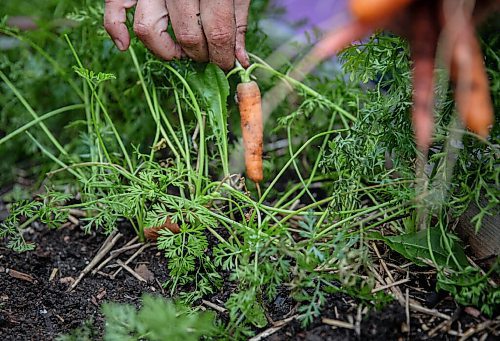 JESSICA LEE / WINNIPEG FREE PRESS

Getty Stewart, a local chef, picks carrots on October 8, 2021, from her front yard where she keeps a garden filled with a variety of vegetables and herbs.


