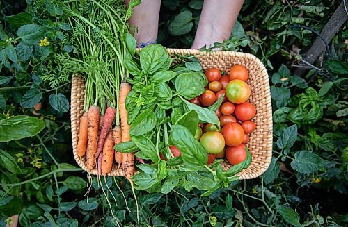 JESSICA LEE / WINNIPEG FREE PRESS

Carrots, basil and tomatoes grown on Getty Stewarts yard photographed on October 8, 2021.





