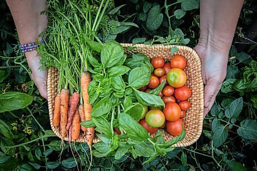 JESSICA LEE / WINNIPEG FREE PRESS

Carrots, basil and tomatoes grown on Getty Stewarts yard photographed on October 8, 2021.




