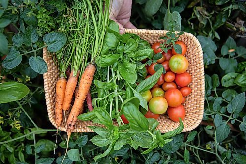 JESSICA LEE / WINNIPEG FREE PRESS

Carrots, basil and tomatoes grown on Getty Stewarts yard photographed on October 8, 2021.








