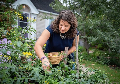 JESSICA LEE / WINNIPEG FREE PRESS

Getty Stewart, a local chef, picks produce on October 8, 2021, in her front yard where she keeps a garden filled with a variety of vegetables and herbs.




