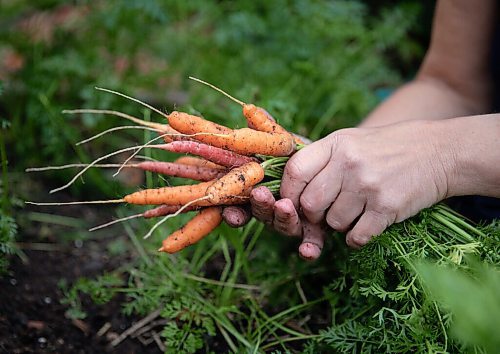 JESSICA LEE / WINNIPEG FREE PRESS

Carrots grown on Getty Stewarts yard on October 8, 2021.






