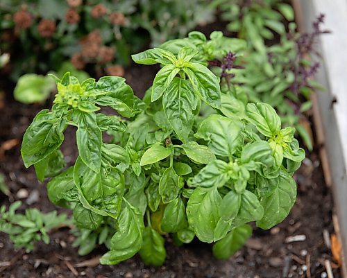 JESSICA LEE / WINNIPEG FREE PRESS

Basil grown on Getty Stewarts front yard, photographed on October 8, 2021.




