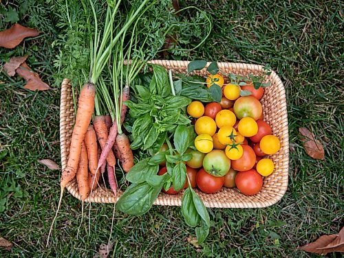 JESSICA LEE / WINNIPEG FREE PRESS

Carrots, basil and tomatoes grown on Getty Stewarts yard photographed on October 8, 2021.





