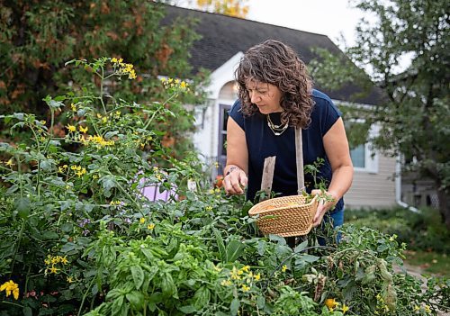 JESSICA LEE / WINNIPEG FREE PRESS

Getty Stewart, a local chef, picks produce on October 8, 2021, in her front yard where she keeps a garden filled with a variety of vegetables and herbs.



