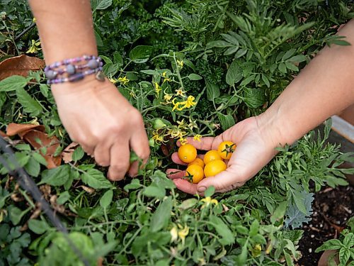 JESSICA LEE / WINNIPEG FREE PRESS

Getty Stewart, a local chef, picks tomatoes on October 8, 2021, from her front yard where she keeps a garden filled with a variety of vegetables and herbs.





