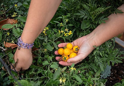 JESSICA LEE / WINNIPEG FREE PRESS

Getty Stewart, a local chef, picks tomatoes on October 8, 2021, from her front yard where she keeps a garden filled with a variety of vegetables and herbs.



