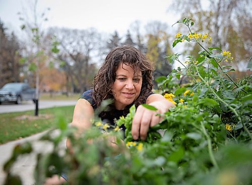 JESSICA LEE / WINNIPEG FREE PRESS

Getty Stewart, a local chef, picks produce on October 8, 2021, in her front yard where she keeps a garden filled with a variety of vegetables and herbs.

