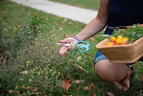 JESSICA LEE / WINNIPEG FREE PRESS

Chamomile grown on Getty Stewarts yard photographed on October 8, 2021.




