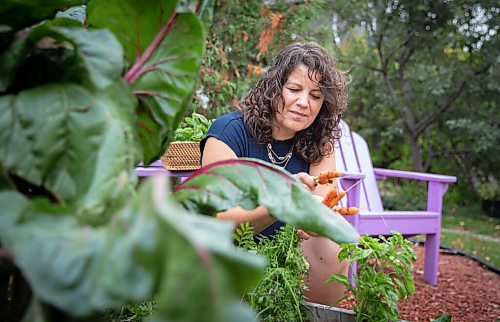 JESSICA LEE / WINNIPEG FREE PRESS

Getty Stewart, a local chef, picks produce on October 8, 2021, from her front yard where she keeps a garden filled with a variety of vegetables and herbs.




