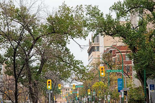 MIKE SUDOMA / Winnipeg Free Press
Broadways tree line is due for a refresh says a new city report. The report calls for Winnipeg to apply for federal natural infrastructure funds to replace the trees that have succumb to stress and disease.
October 14, 2021