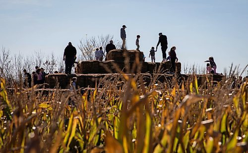 JESSICA LEE / WINNIPEG FREE PRESS

Families and children play on haystacks at A Maze in Corn in St. Adophe on October 17, 2021.






