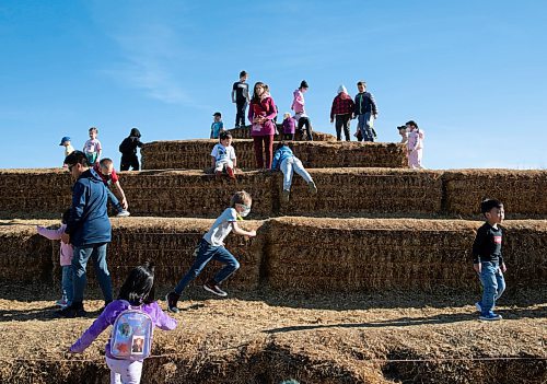 JESSICA LEE / WINNIPEG FREE PRESS

Families and children play on haystacks at A Maze in Corn in St. Adophe on October 17, 2021.






