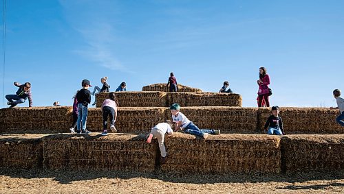 JESSICA LEE / WINNIPEG FREE PRESS

Families and children play on haystacks at A Maze in Corn in St. Adophe on October 17, 2021.






