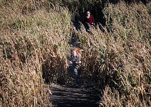 JESSICA LEE / WINNIPEG FREE PRESS

Elise (front), 10, runs through a corn maze in St. Adophe on October 17, 2021 with her mom Jan in red and friend (left).






