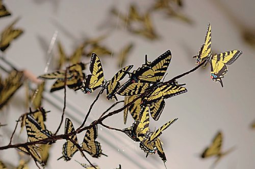 Canstar Community News Oct. 12, 2021 - A collection of hanging yellow butterflies close to the ceiling in the art gallery. (JOSEPH BERNACKI/CANSTAR COMMUNITY NEWS/HEADLINER)