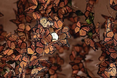 Canstar Community News Oct. 12, 2021 - A large cluster of Monarch butterflies with a few gilded butterflies are grouped together on display at Prairie Fusion. (JOSEPH BERNACKI/CANSTAR COMMUNITY NEWS/HEADLINER)