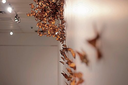 Canstar Community News Oct. 12, 2021 - A side profile of the cluster of Monarch butterflies on display at Prairie Fusion. (JOSEPH BERNACKI/CANSTAR COMMUNITY NEWS/HEADLINER)