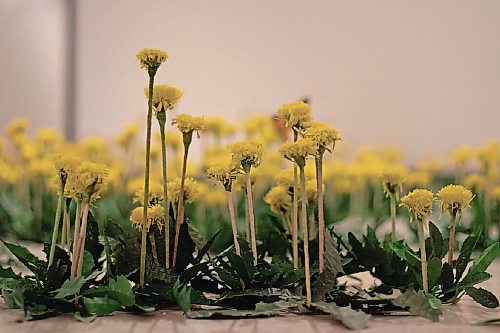 Canstar Community News Oct. 12, 2021 - Martin's collection includes 3000 hand crafted paper dandelions on display at Prairie Fusion. (JOSEPH BERNACKI/CANSTAR COMMUNITY NEWS/HEADLINER)