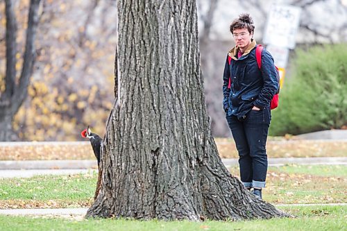 MIKAELA MACKENZIE / WINNIPEG FREE PRESS

Tanner Manson checks out a pileated woodpecker at close range on the Legislative grounds in Winnipeg on Tuesday, Oct. 19, 2021. Standup.
Winnipeg Free Press 2021.