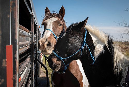 JESSICA LEE / WINNIPEG FREE PRESS

Horses in the Sioux Valley during a pit stop during the annual Kidney Walk and Ride on October 10, 2021. 

Reporter: Melissa
