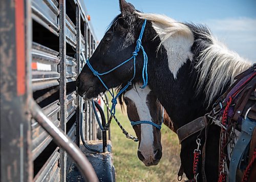JESSICA LEE / WINNIPEG FREE PRESS

Horses during a pit stop at the annual Kidney Walk and Ride organized by the Sioux Valley Dakota Nation Unity Riders on October 10, 2021. 

Reporter: Melissa