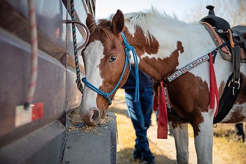 JESSICA LEE / WINNIPEG FREE PRESS

A horse eats oats during a pit stop at the annual Kidney Walk and Ride organized by the Sioux Valley Dakota Nation Unity Riders on October 10, 2021. 

Reporter: Melissa