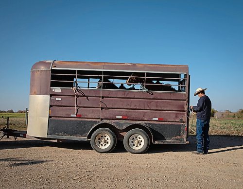 JESSICA LEE / WINNIPEG FREE PRESS

Chris Tacan of the Sioux Valley Dakota Nation Unity Riders opens a horse trailer during a pit stop during the annual Kidney Walk and Ride on October 10, 2021. 

Reporter: Melissa
