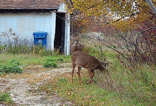 Canstar Community News Tony Nardella is a St. Vital photographer who takes pictures of scenes and people that catch his eye around the community. Last week he caught some deer grazing at a property along Creek Bend Road.