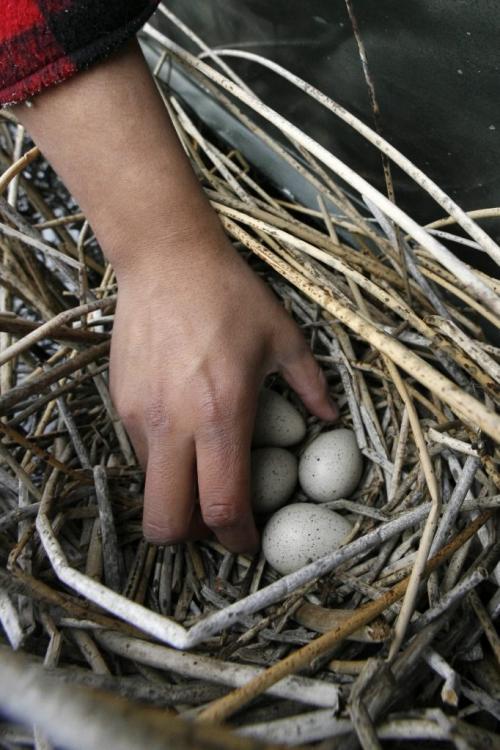 MIKE.DEAL@FREEPRESS.MB.CA 100519 - Wednesday, May 19th, 2010 OPASKWAYAK CREE NATION Students from the land-based education course at Joe E. Ross School. A student picks up some Mud Hen eggs from a nest that is sitting on the water of Pike Lake next to the side of the boat. Nests can have up to ten eggs, but the students are taught to always leave a few behind so that the population of birds can be maintained. See Nick Martin story. MIKE DEAL / WINNIPEG FREE PRESS