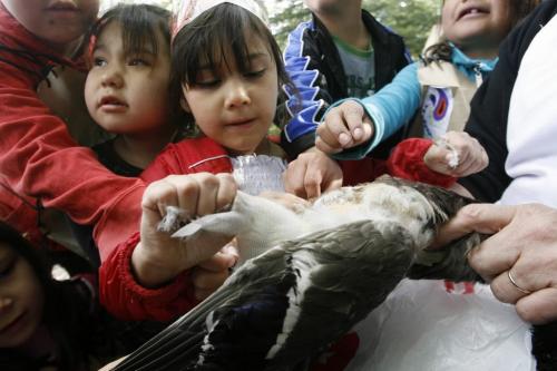 MIKE.DEAL@FREEPRESS.MB.CA 100520 - Thursday, May 20th, 2010 OPASKWAYAK CREE NATION Maxine Constant (centre), 6, a grade one student at Joe E. Ross School pulls some feathers from a duck with her classmates during a traditional camp and community feast. See Nick Martin story. MIKE DEAL / WINNIPEG FREE PRESS