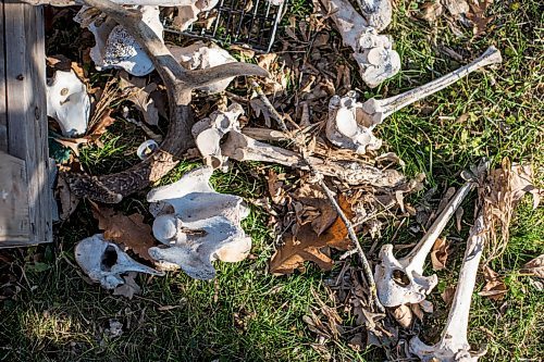 MIKAELA MACKENZIE / WINNIPEG FREE PRESS

Bones lie in the grass beside Inuit carver Goota Ashoona's work bench near Elie on Tuesday, Nov. 9, 2021. For Jen story.
Winnipeg Free Press 2021.