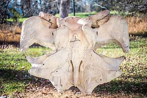 MIKAELA MACKENZIE / WINNIPEG FREE PRESS

A large carved whale skull piece done by a friend of Goota Ashoona and Bob Kussy hangs in their yard near Elie on Tuesday, Nov. 9, 2021. For Jen story.
Winnipeg Free Press 2021.