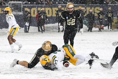 Daniel Crump / Winnipeg Free Press. Golden Bears Crozier Holmes (27) battles for a dropped ball with a Bisons player. University of Manitoba Bisons vs. University of Alberta Golden Bears during the Canada West football semifinal at IG Field in Winnipeg on Saturday. November 13, 2021.