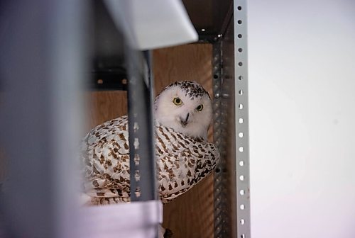 JESSICA LEE / WINNIPEG FREE PRESS

Taxidermy is photographed in the Manitoba Museum archives on November 15, 2021.

Reporter: Brenda








