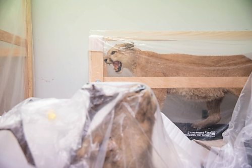 JESSICA LEE / WINNIPEG FREE PRESS

Taxidermy is photographed in the Manitoba Museum archives on November 15, 2021.

Reporter: Brenda








