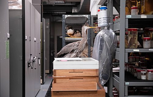 JESSICA LEE / WINNIPEG FREE PRESS

Taxidermy is photographed in the Manitoba Museum archives on November 15, 2021.

Reporter: Brenda








